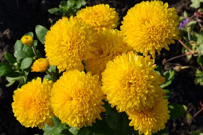 Yellow Chrysanthemums in Bloom
