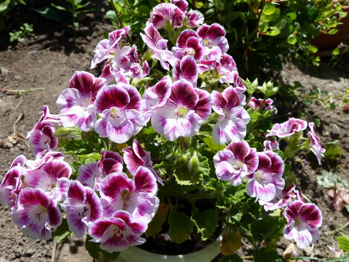 A cluster of purple and white geranium flowers