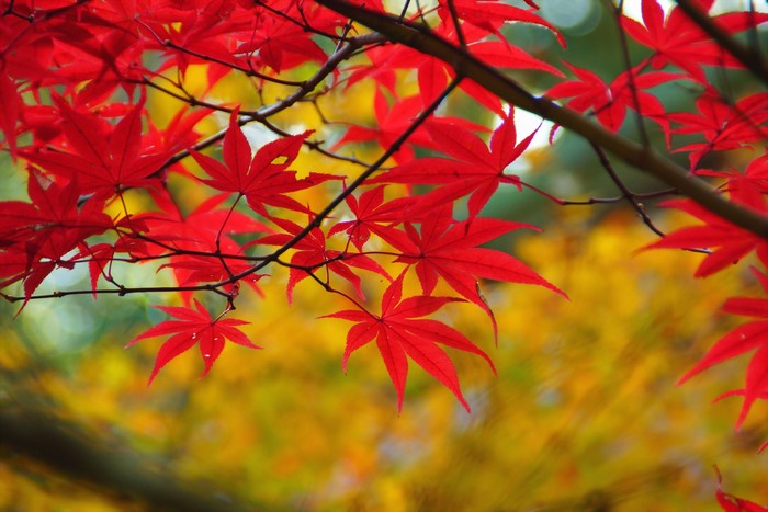 Red Maple Leaves on Branches in Autumn