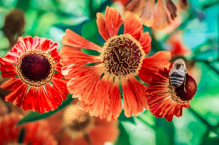Orange flowers with a bee