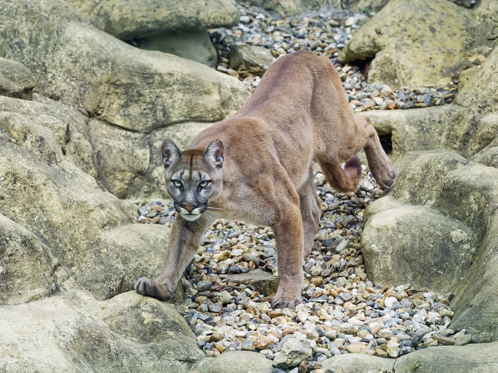A puma walks on rocks