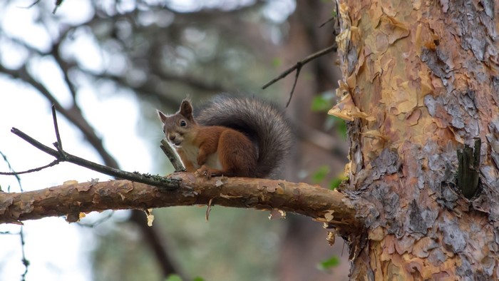Squirrel sitting on a tree branch