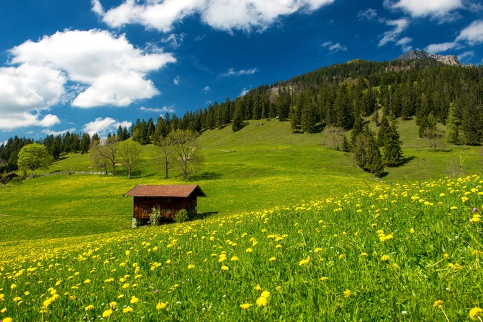 Wooden cabin in a field of yellow flowers with mountains