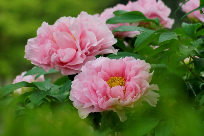 Pink Peonies in Bloom