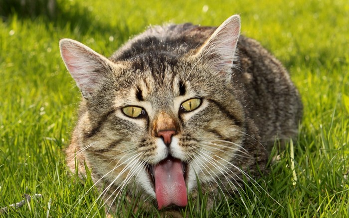 Cat with Tongue Out on Green Grass