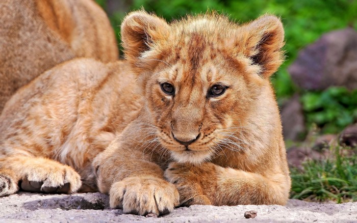 Lion cub lying down with adult lion in background