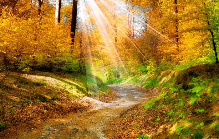 Autumn forest road with sun rays
