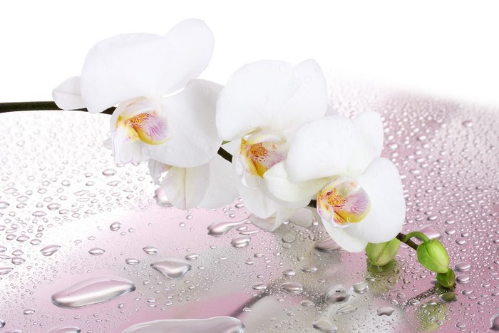 White Orchid Flowers with Water Drops