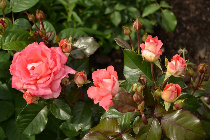 Pink and coral roses with buds and green foliage