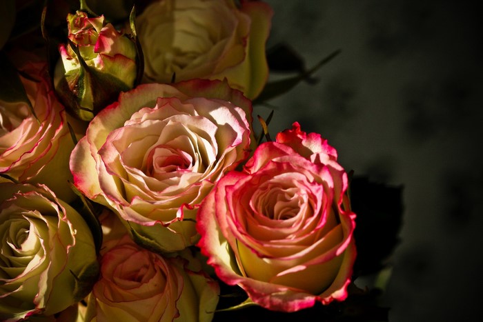 Close-up of Roses with Pink Edges