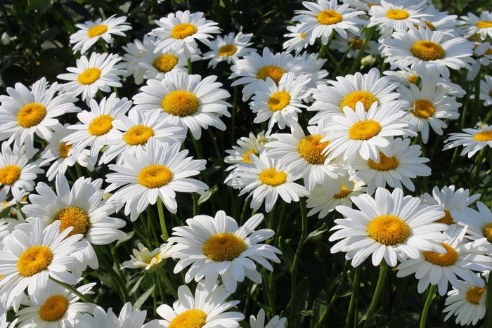 Field of white daisies with yellow centers