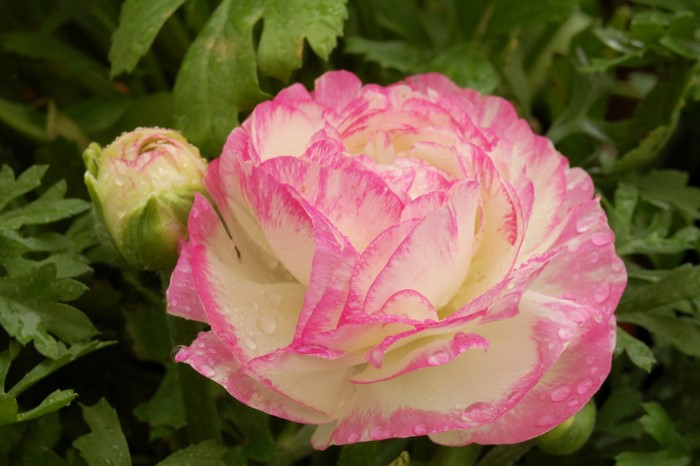 Pink and white Ranunculus flower with bud