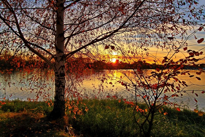 Birch tree by the river at sunset