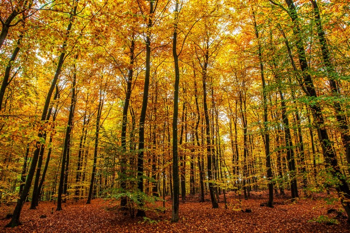 Autumn forest with golden leaves in Klotten, Germany