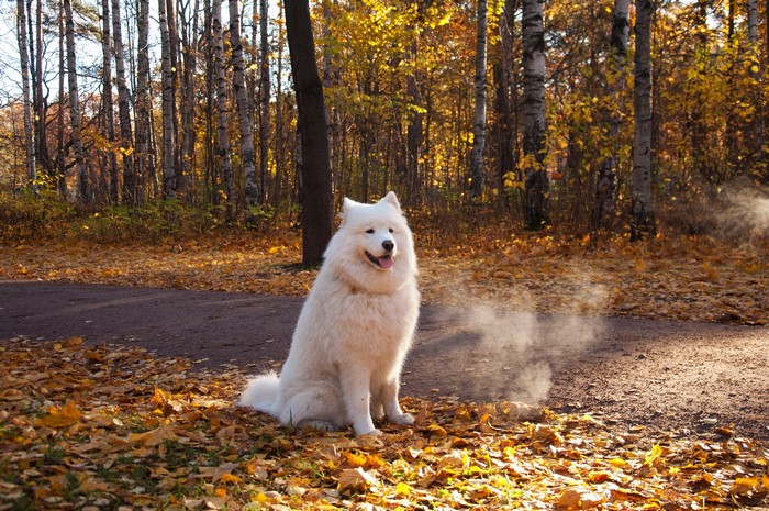 Samoyed Dog in Autumn Park St. Petersburg