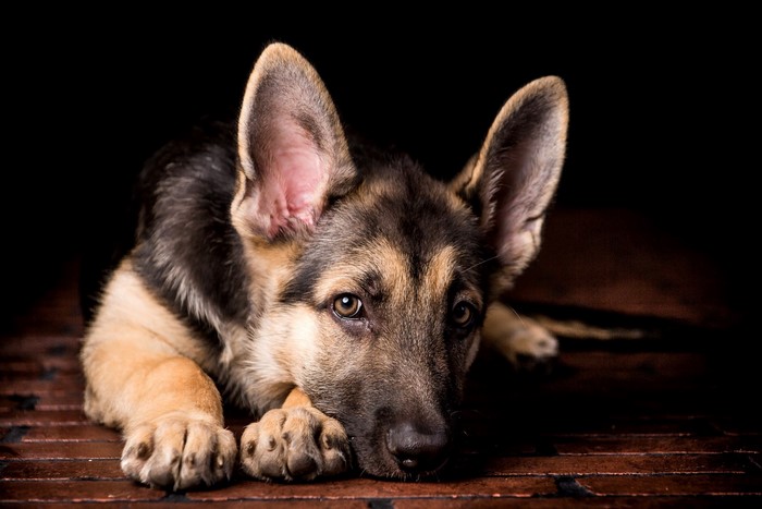German Shepherd puppy lying down