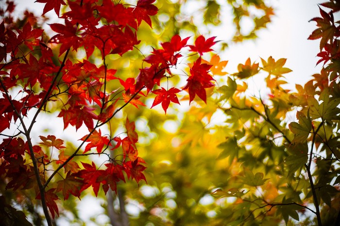 Red and yellow maple leaves on branches