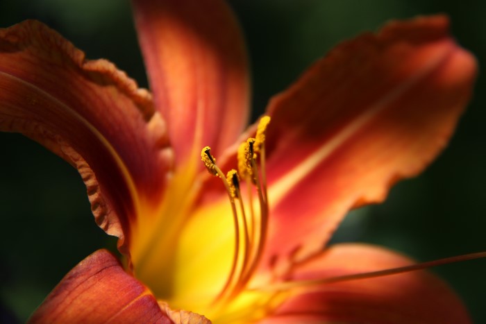 Close-up of an orange lily flower