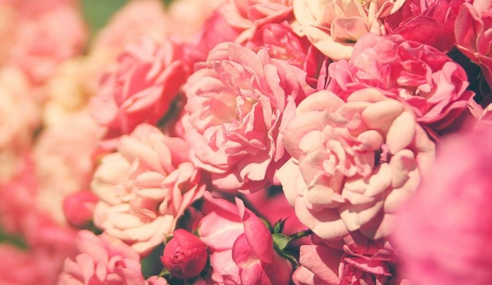Close-up of pink roses