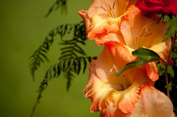 Orange Gladioluses and Red Rose