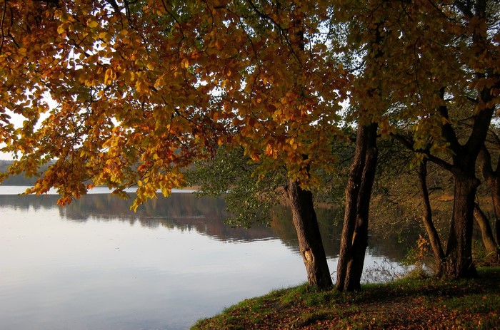 Autumn trees by a lake in Marchowo, Poland