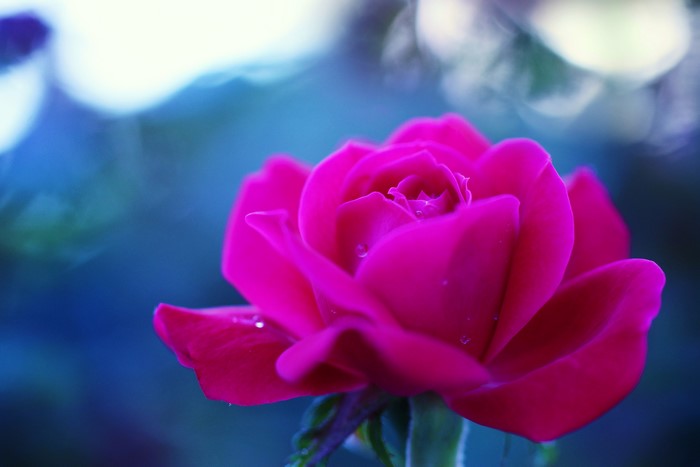 Close-up of a vibrant pink rose with water droplets