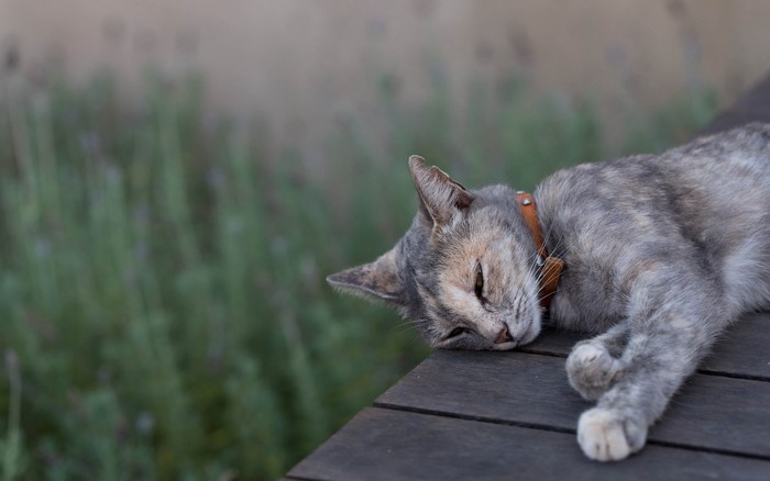 A tortoiseshell cat sleeps on a wooden surface