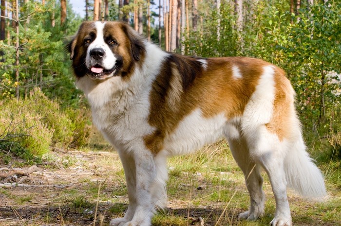 St. Bernard dog standing in a forest