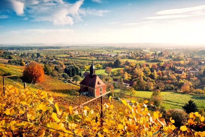 Autumn vineyard landscape with church near Dresden, Germany