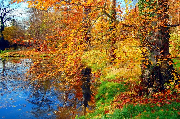 Vibrant Autumn Foliage by Calm Water