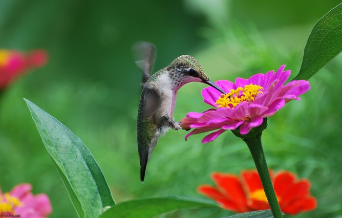 Hummingbird feeding on a pink zinnia flower
