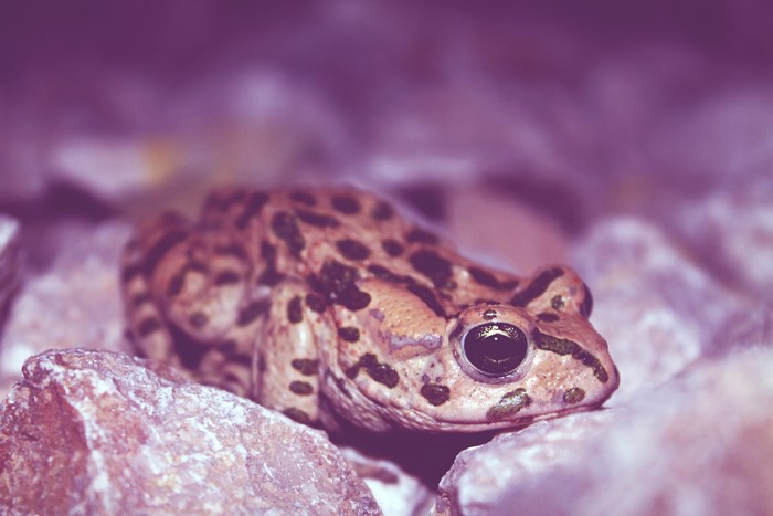 Frog on Stones