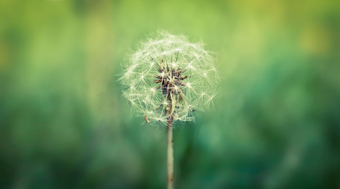 Dandelion seed head closeup