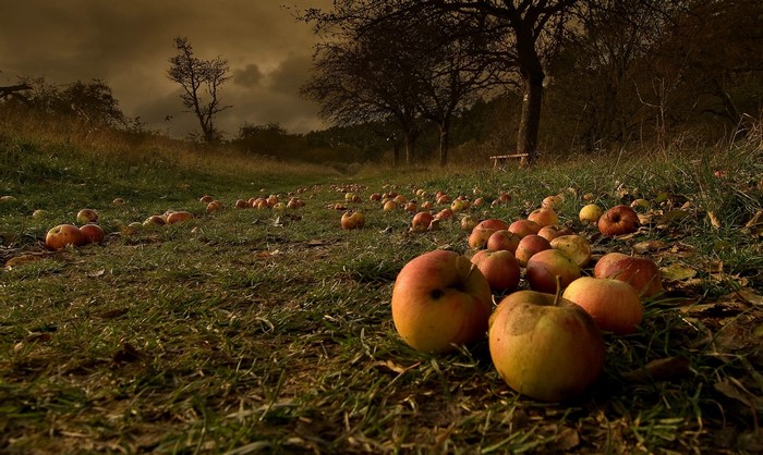 Apples fallen on grass in an orchard