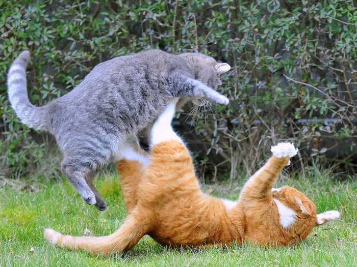 Two cats fighting on grass