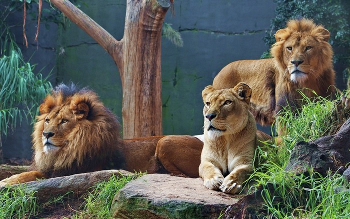 Three lions resting on rocks