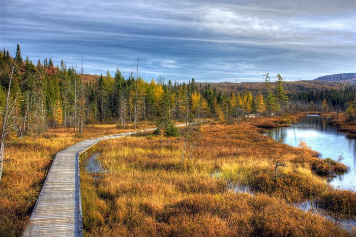 Boardwalk through autumn marshland in Quebec, Canada