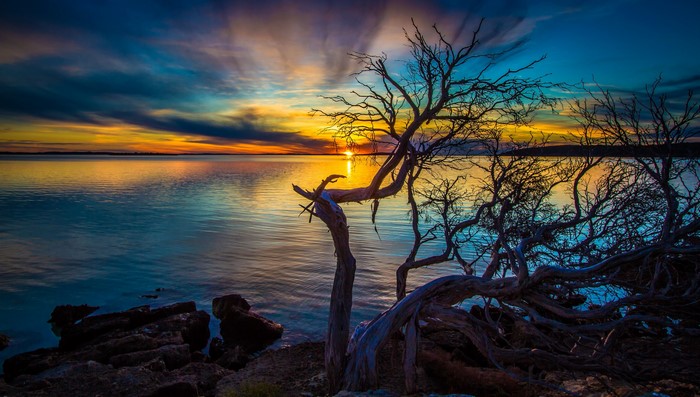 Sunset over the ocean with silhouetted trees