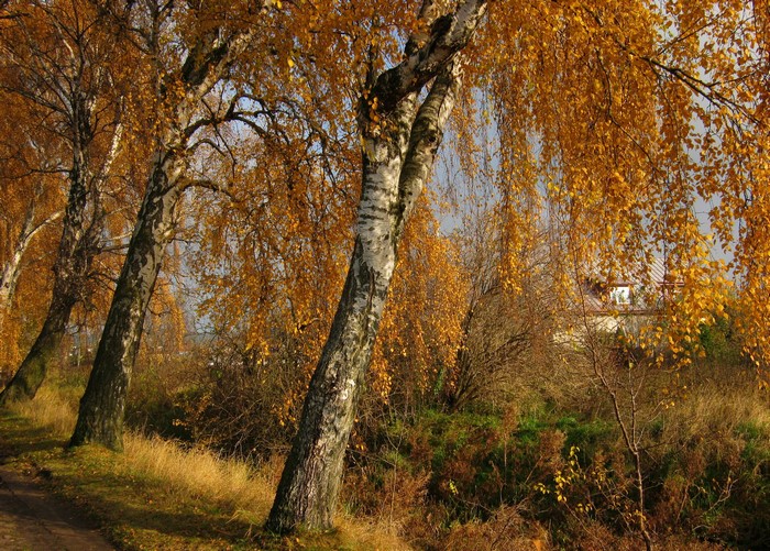 Autumn Birch Trees in Gmina Kosakowo, Poland