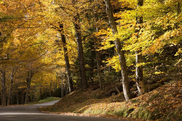 Autumn road through a forest with yellow trees