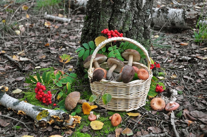 Basket of mushrooms and rowan berries by a tree