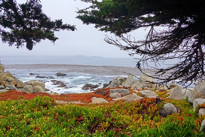 California Coastline with Cypress Trees and Ice Plant