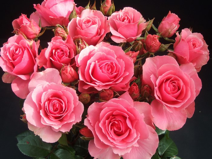 A bouquet of pink roses