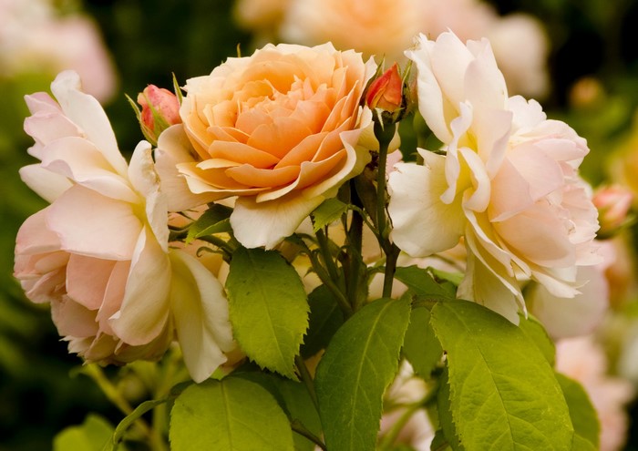 Close-up of peach and pink roses with green leaves