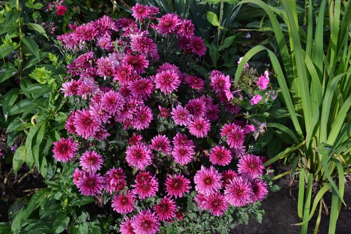 Pink Chrysanthemums in a Garden