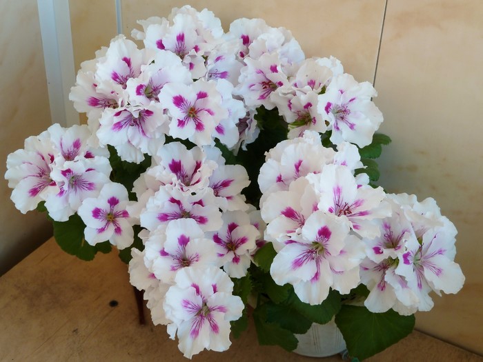 White and pink geranium flowers in a pot