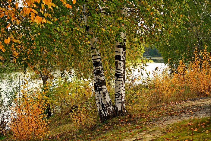 Autumn Birch Trees by the River in Russia