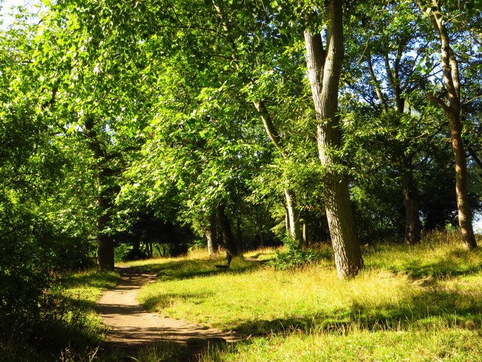 Path through a sunlit forest on Hampstead Heath