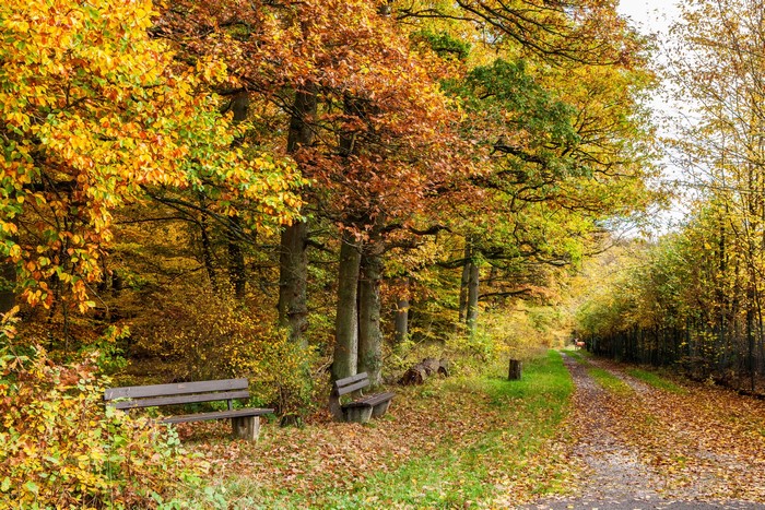 Autumn forest path with benches in Klotten, Germany