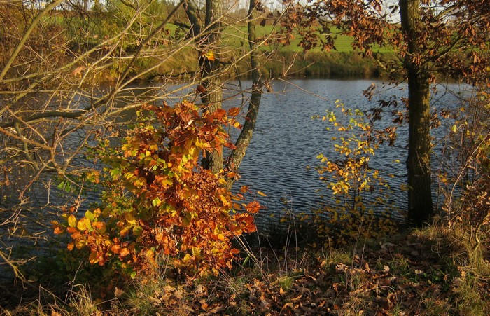Autumn by a lake in Gmina Szemud, Poland
